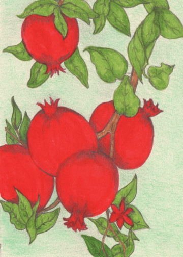 Pomegrate