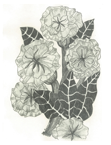 Flower Burst by Tracey Farrell
