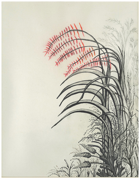 Plumes Of Red by Tracey Farrell