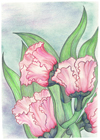Pink Heaven by Tracey Farrell