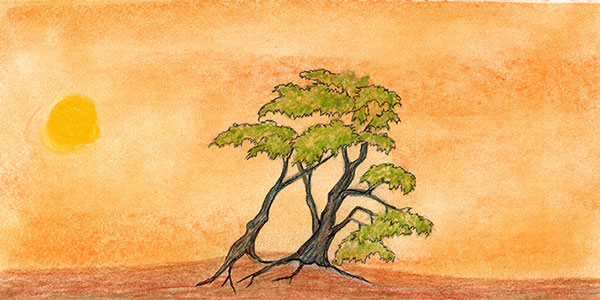 Sky by Tracey Farrell