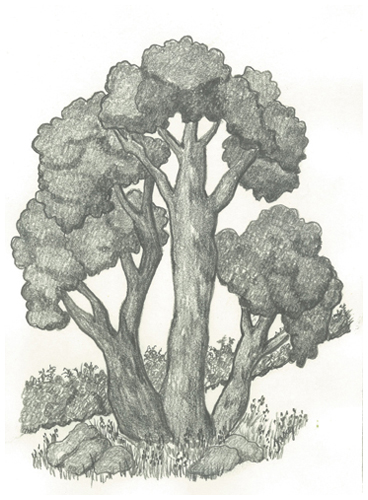 Fortitude by Tracey Farrell