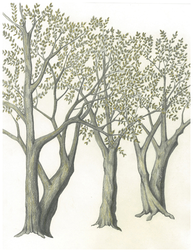 Golden Harmony II by Tracey Farrell